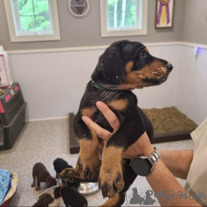 Photo №1. dobermann - for sale in the city of Geneva | negotiated | Announcement № 166410