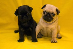 Photo №2 to announcement № 376 for the sale of pug - buy in Ukraine private announcement, breeder