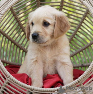 Photo №2 to announcement № 100174 for the sale of golden retriever - buy in Germany private announcement