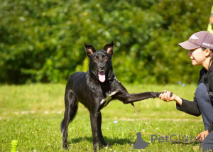 Photo №1. non-pedigree dogs - for sale in the city of Electrostal | 1$ | Announcement № 151420