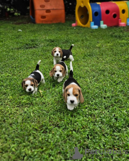 Additional photos: beagle puppies