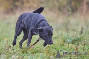 Additional photos: Yakut handsome man Artie is looking for a family.