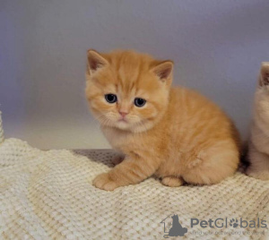 Photo №2 to announcement № 89830 for the sale of british shorthair - buy in Germany private announcement
