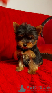 Additional photos: Yorkshire terrier puppies for sale