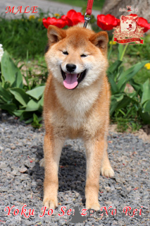 Photo №2 to announcement № 113558 for the sale of shiba inu - buy in Ukraine from nursery