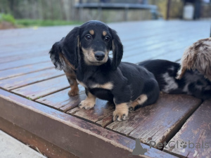 Photo №3. Adorable Mini Dachshund Puppies Ready for Their Forever Home!. Germany