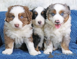 Photo №1. australian shepherd - for sale in the city of Egerkingen | 424$ | Announcement № 129177