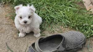 Photo №3. Extra Cute purebred Maltese Puppies Ready Soon. Australia