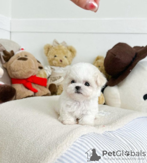 Photo №1. bichon frise - for sale in the city of Jastrzębia Góra | 390$ | Announcement № 13601