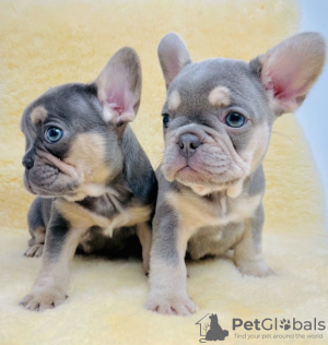 Photo №1. french bulldog - for sale in the city of Fernandina Beach | 500$ | Announcement № 12077
