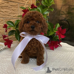 Photo №1. poodle (toy) - for sale in the city of Berlin | negotiated | Announcement № 155840