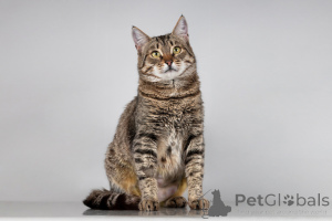 Photo №1.  - for sale in the city of Khimki | Is free | Announcement № 166044