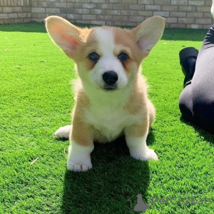 Photo №2 to announcement № 171118 for the sale of welsh corgi - buy in United Kingdom 