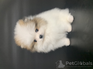 Photo №3. Pomeranian Spitz puppies.. Canada