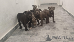 Photo №4. I will sell american bully in the city of Belgrade. breeder - price - negotiated