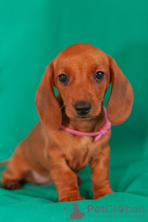 Photo №2 to announcement № 106208 for the sale of dachshund - buy in Russian Federation from nursery