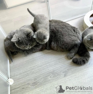 Photo №1. british shorthair - for sale in the city of Rye | 280$ | Announcement № 122945