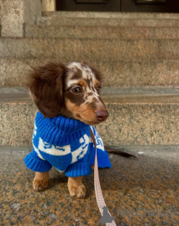 Photo №2 to announcement № 167200 for the sale of dachshund - buy in Germany private announcement, from the shelter