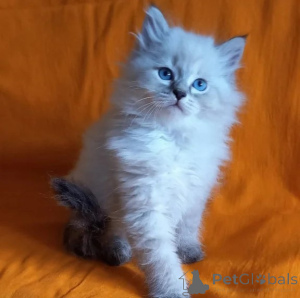 Photo №1. siberian cat - for sale in the city of CalW | 361$ | Announcement № 177654
