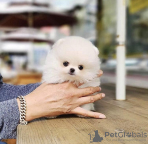 Photo №1. pomeranian - for sale in the city of Los Angeles | 450$ | Announcement № 54585