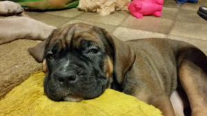 Additional photos: puppies cane corso