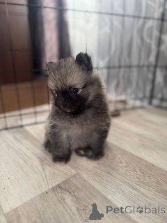 Photo №3. Spitz puppy. Israel