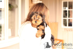 Photo №3. TINY TOY YORKIEPOO PUPPYS. Germany