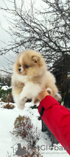 Photo №2 to announcement № 80755 for the sale of non-pedigree dogs - buy in Russian Federation from nursery, breeder