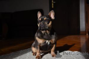Photo №3. French bulldog female. Serbia