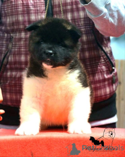 Photo №3. American Akita puppies. Serbia