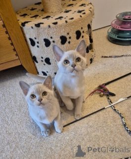 Photo №1. burmese cat - for sale in the city of Bad Vilbel | 465$ | Announcement № 166313