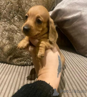 Photo №2 to announcement № 159995 for the sale of dachshund - buy in Latvia private announcement
