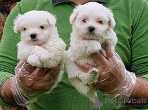 Photo №1. maltese dog - for sale in the city of Bern | negotiated | Announcement № 40436