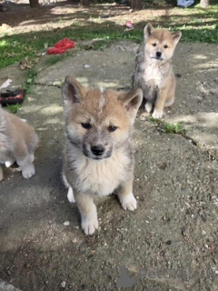 Photo №3. Japanese Akita puppies. Serbia