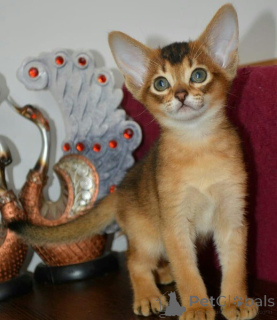 Photo №1. abyssinian cat - for sale in the city of Aalen | 361$ | Announcement № 170868