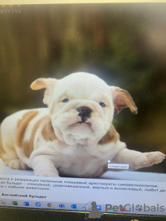 Photo №4. I will sell english bulldog in the city of Daugavpils. from nursery - price - negotiated