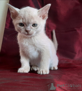 Photo №1. burmese cat - for sale in the city of Велико-Тырново | 845$ | Announcement № 40217