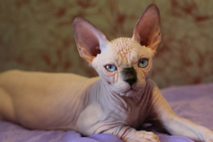 Photo №4. I will sell sphynx-katze in the city of Lipetsk. from nursery - price - 1$
