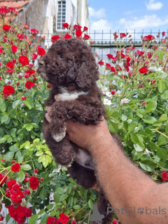 Photo №3. Lagotto Romagnolo. Serbia