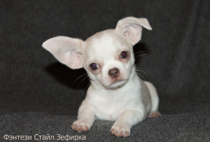 Photo №1. chihuahua - for sale in the city of Pinery | 390$ | Announcement № 1914