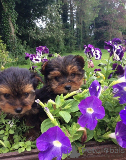 Photo №3. Miniature Yorkshire Terriers. United States