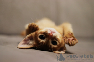 Photo №1. abyssinian cat - for sale in the city of Minsk | 845$ | Announcement № 76858