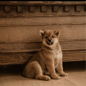 Photo №2 to announcement № 5341 for the sale of shiba inu - buy in Russian Federation breeder