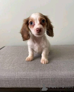 Photo №3. Available Vet check Up-to-date Deworm Vaccinated So playful with kids and other. Germany