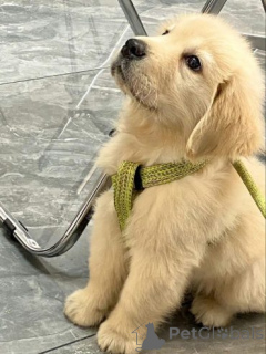 Photo №1. labrador retriever - for sale in the city of Marct-bibart | 380$ | Announcement № 158715