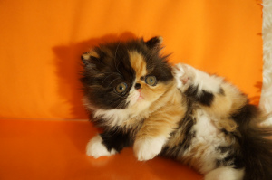 Photo №3. Cattery of Persian and Exotic Cats. Russian Federation