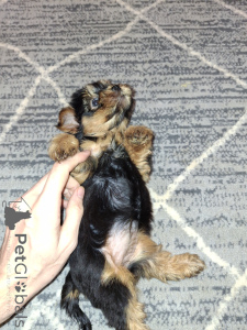 Photo №3. Purebred Yorkshire Terrier puppies. . Latvia