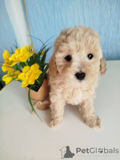 Photo №3. Apricot colored toy poodle puppies. Serbia