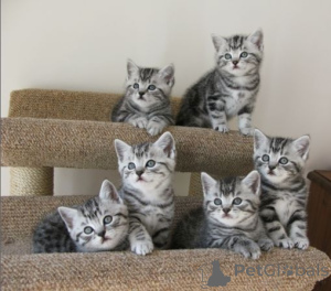 Photo №1. british shorthair - for sale in the city of Aizlingen | 329$ | Announcement № 147306