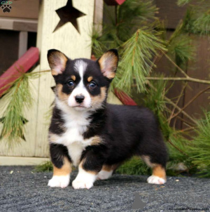 Photo №1. welsh corgi - for sale in the city of New York | 660$ | Announcement № 63526